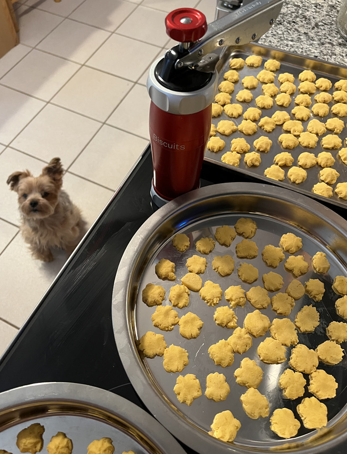 Rocky_Waiting for Dog Treats